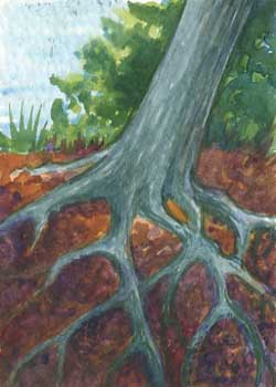 "Cedar Roots" by Helen Klebesadel, Madison WI - Watercolor